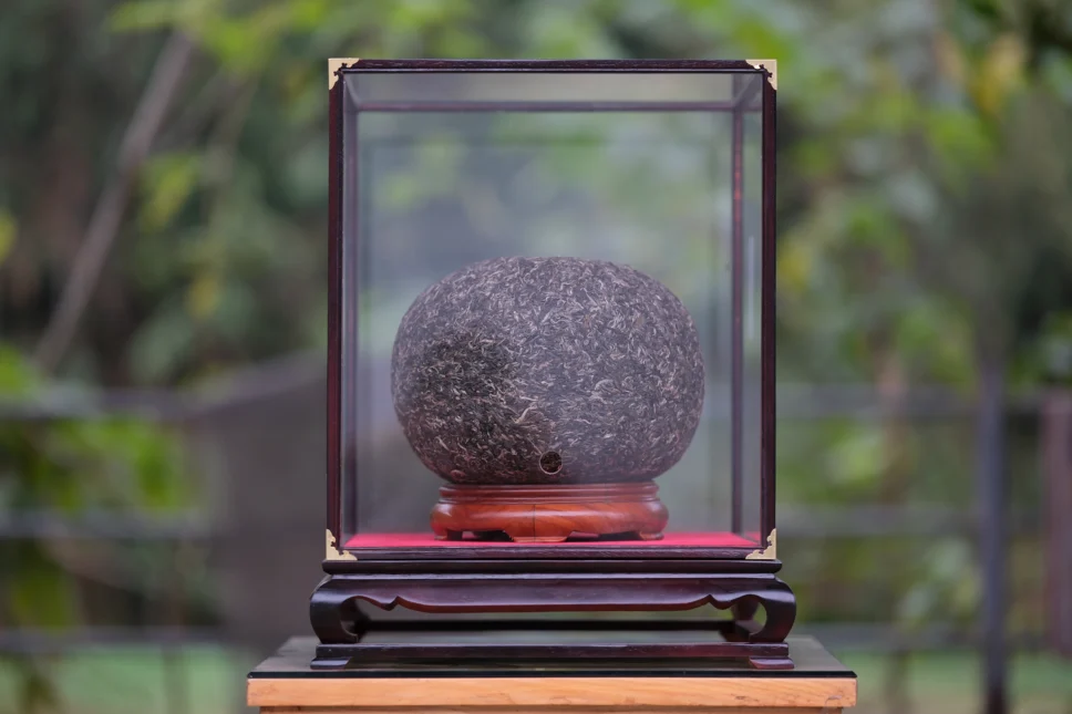 Qua Tra Co 10kg 2